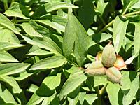 Paeonia officinalis subsp Officinalis, fam. Paeoniacees, Europe (1) (Photo F. Mrugala)